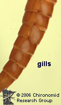 Baetidae gills