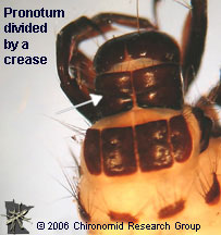 Brachycentridae pronotum crease