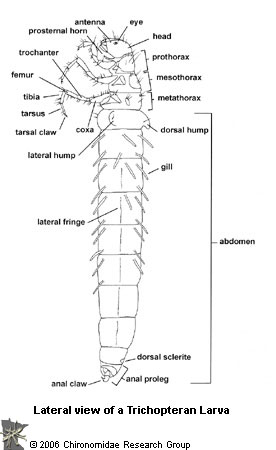 lateral view of a Trichopteran larva