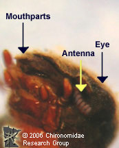 Dryopidae Adult head