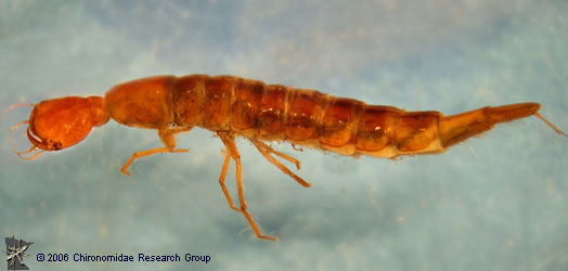 Dytiscid larva