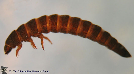 Elmidae larva