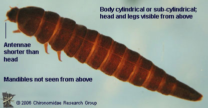 Elmidae larva dorsal