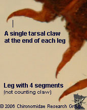 Elmidae larva legs