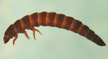 Coleoptera Elmidae Larvae