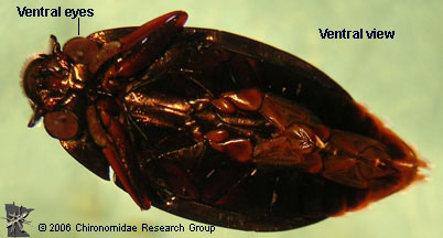 Gyrinidae Adult ventral