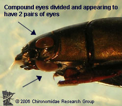 Gyrinidae Adult eyes