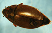 Gyrinidae Adult
