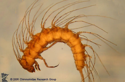 Haliplid larva