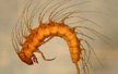 Haliplid larva