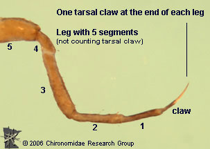Haliplid larva tarsal claw
