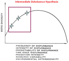 Immediate Disturbance Hypothesis 3