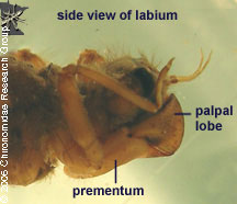 Libellulidae labium