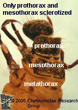 Limnephilidae thorax