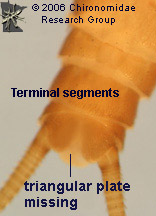 Nemouridae terminus