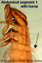 Phryganeidae segment 1