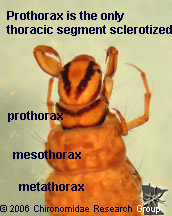 Phryganeidae thorax