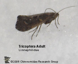 Trichoptera adult
