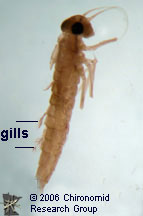 Baetidae gills
