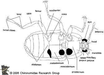 adult beetle