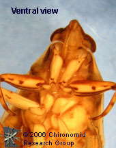 Belostomatidae ventral