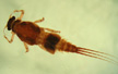 Caenidae