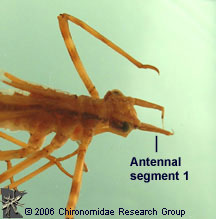 Calopterygidae antennae