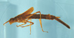 Calopterygidae