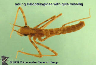 young Calopterygidae with gills missing