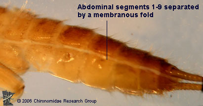 Capniidae membrane