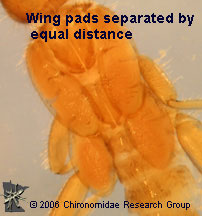 Capniidae wings