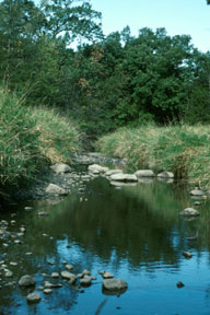 Carver Creek