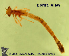 Coenagrionidae dorsal