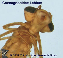Coenagrionidae labium