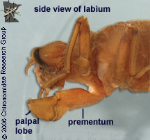 Cordulegastridae labium