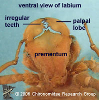 Cordulegastridae labium vent