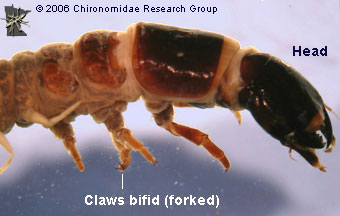 Corydalidae claws
