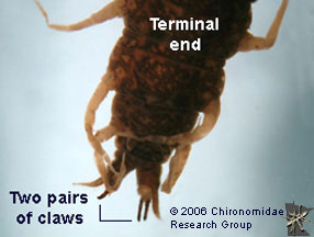 Corydalidae terminus