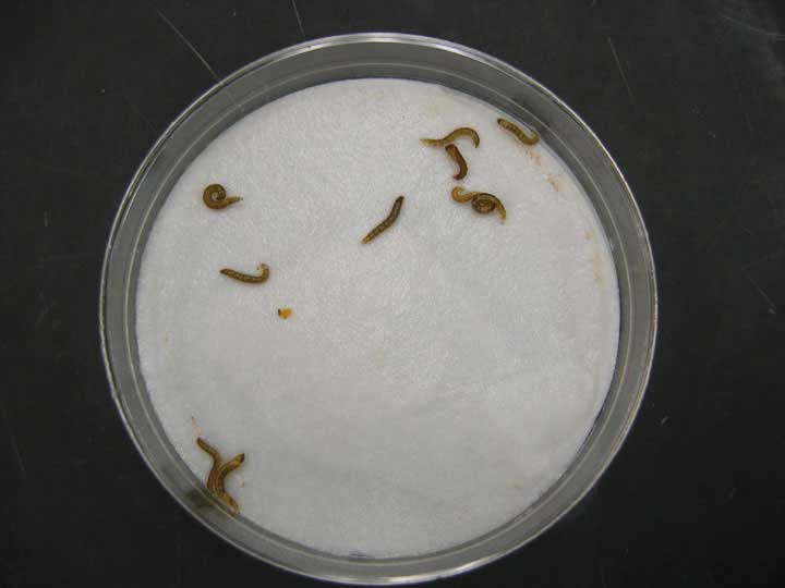  Diamesa larvae and pupae after exposure to subzero temperatures.