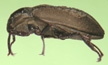 Dryopidae Adult