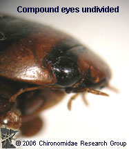 Dytiscidae Adult eyes