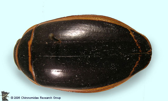 Dytiscidae Adult