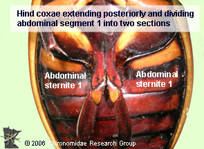 Dytiscidae Adult coxae