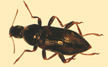 Elmidae adult