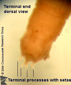 Empididae terminal end dorsal view