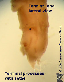 Empididae terminal end lateral view
