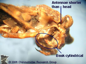 Gelastocoridae mouth parts