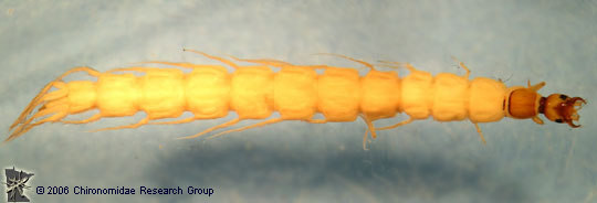 Gyrinidae larva