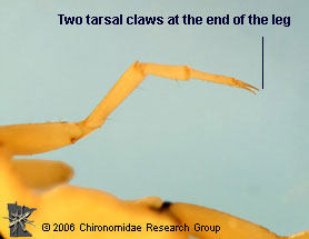 Gyrinidae larva tarsal claw