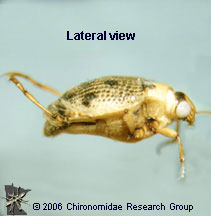 Haliplidae Adult lateral